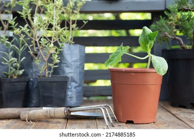 Gardening activity concept .Potting bench with seedlings and flowers.
