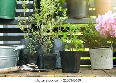 Gardening activity concept .Potting bench with seedlings and flowers.