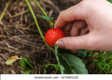 Gardening and agriculture concept. Female farm worker hand harvesting red fresh ripe organic strawberry in garden. Vegan vegetarian home grown food production. Woman picking strawberries in field