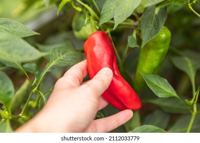 Gardening And Agriculture Concept. Female Farm Worker Hand Harvesting Red Fresh Ripe Organic Bell Pepper In Garden. Vegan Vegetarian Home Grown Food Production. Woman Picking Paprika Pepper