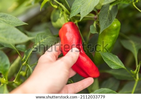 Gardening and agriculture concept. Female farm worker hand harvesting red fresh ripe organic bell pepper in garden. Vegan vegetarian home grown food production. Woman picking paprika pepper