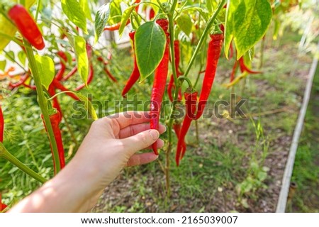 Gardening and agriculture concept. Female farm worker hand harvesting red fresh ripe organic chili pepper in garden. Vegan vegetarian home grown food production. Woman picking hot spicy cayenne pepper