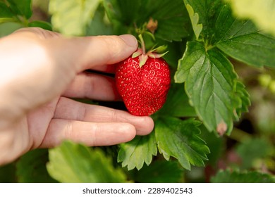 Gardening and agriculture concept. Woman farm worker hand harvesting red ripe strawberry in garden. Woman picking strawberries berry fruit in field farm. Eco healthy organic home grown food concept - Powered by Shutterstock