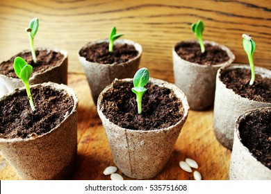 Gardening Background.Young Fresh Seedling Growing In Pot.