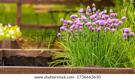 Gardening. Beautiful blooming chives in a spring garden, defocus. Growing onions in raised garden beds. Sunny spring photo of a vegetable garden, soft focus.
