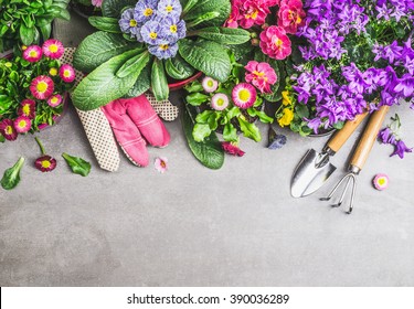 Gardening Border With Garden Tools, Gloves ,dirt And Various Flowers Pots On Gray Stone Concrete Background, Top View, Border