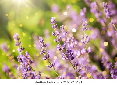 gardening, botany and flora concept - beautiful lavender flowers blooming in summer garden - Shutterstock ID 2165945431