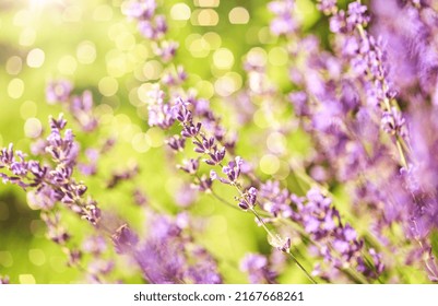 gardening, botany and flora concept - beautiful lavender flowers blooming in summer garden - Shutterstock ID 2167668261