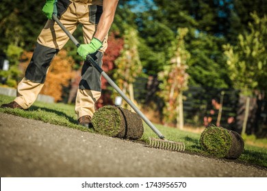 Gardening Company Worker Installing Fresh Natural Grass Turfs From Roll In Residential Garden. Landscaping Theme.