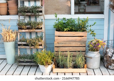 Gardening Concept. Cozy Exterior Wooden Porch Of House With Green Plants, Spikelets And Flowers In Box In Backyard Home In Summer. Spicy Herbs In Pot On Outdoor On Terrace. Cozy Decor Veranda At House