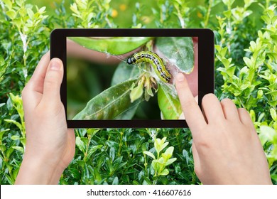 gardening concept - farmer photographs larva of insect pest (Cydalima perspectalis, box tree moth) in boxwood leaves in garden on tablet pc