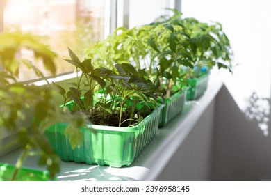 Gardening concept. Green sprouts of seedlings grown from seeds. Seedlings of tomatoes in a pot with soil on windowsill. Front view