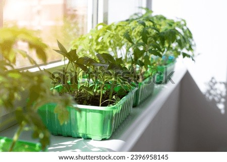 Gardening concept. Green sprouts of seedlings grown from seeds. Seedlings of tomatoes in a pot with soil on windowsill. Front view