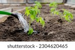 Gardening concept - watering tomatoes with a watering can in the garden