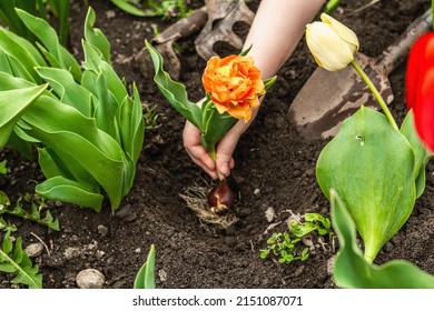 Gardening conceptual background. Children's hands planting orange tulip in to the soil. Spring season of outdoor work in domestic garden - Powered by Shutterstock