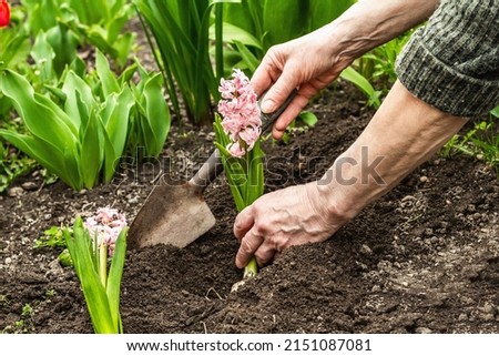 Gardening conceptual background. Woman's hands plant pink hyacinth into the soil. Spring season of outdoor work in a domestic garden