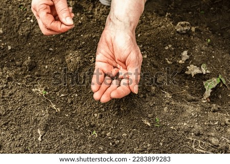 Gardening conceptual background. Woman's hands planting sorrel seeds in to the soil. Spring season of outdoor work in domestic garden