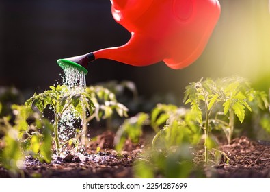 Gardening concept.Watering seedling tomato plant in greenhouse garden with red watering can.  - Powered by Shutterstock