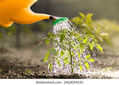 Gardening concept.Watering seedling tomato plant in greenhouse garden with red watering can.  - Powered by Shutterstock