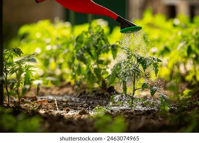 Gardening concept.Watering seedling tomato plant in greenhouse garden with red watering can.  - Powered by Shutterstock