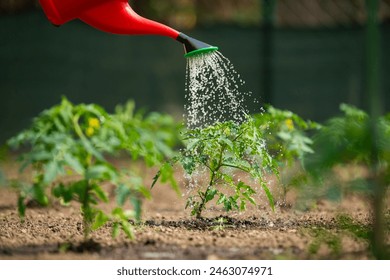 Gardening concept.Watering seedling tomato plant in greenhouse garden with red watering can.  - Powered by Shutterstock