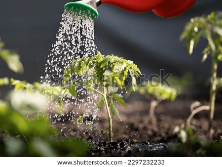 Gardening concept.Watering seedling tomato plant in greenhouse garden with red watering can. 