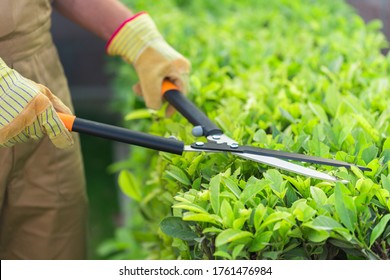 Gardening Cutting Gardener Bush Garden Utensils Using A Hedge Trimmer