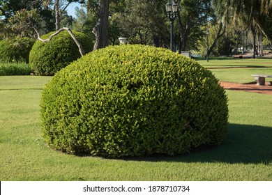 Gardening And Design. View Of Big Shrub Buxus Sempervirens, Also Known As Common Boxwood, Pruned In A Round Shape, Growing In The Park. 