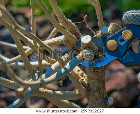 Gardening in early spring. Pruning tree branches with scissors. Trimming hibiscus syriacus.
