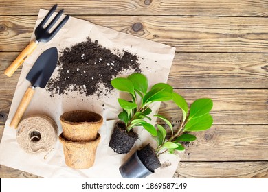 Gardening equipment with plants and soil pile, wooden table Hobbies and leisure, home gardening, Cultivation and caring for indoor potted plants. Replanting the plant into the pot. - Powered by Shutterstock