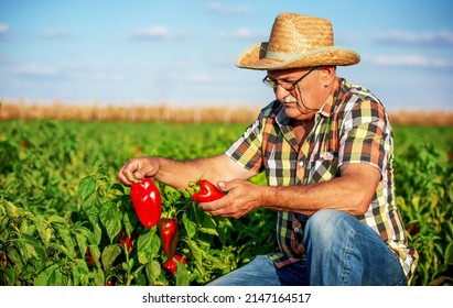 Gardening. Farmer picking paprika in the field. Agricultural concept - Shutterstock ID 2147164517
