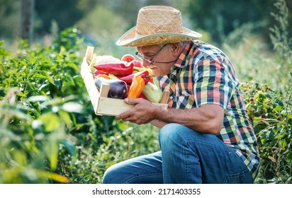 Gardening. Farmer Picking Vegetables In The Garden. Agricultural Concept