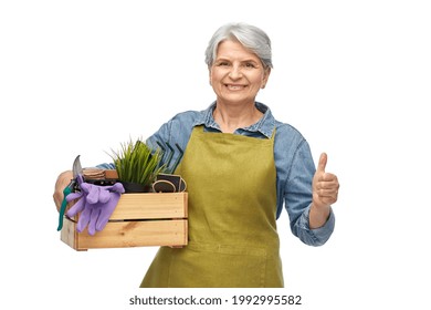 gardening, farming and old people concept - portrait of smiling senior woman in green apron holding wooden box with garden tools showing thumbs up over white background