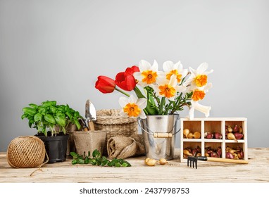 Gardening farming. Seedlings basil and onion with bunch spring flower in bucket with garden tool at gray background and wooden table.