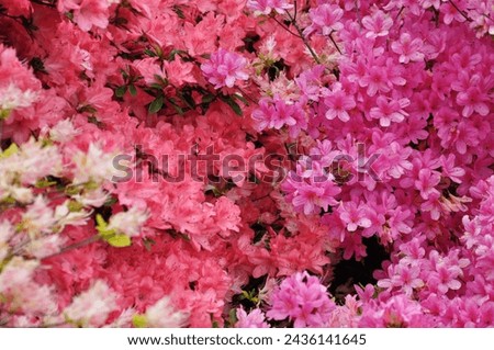 gardening, flower , colorfulll , botany, blosson 