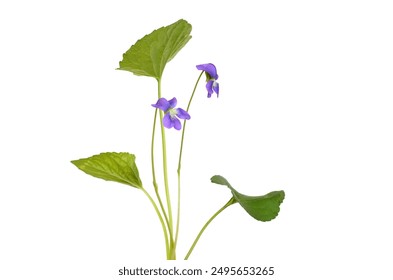 Gardening flower of viola odorata isolated on white