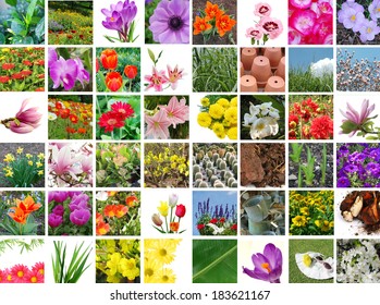 Gardening flowers collection
