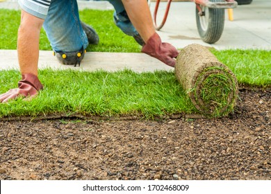 Gardening - Gardener Laying Sod For The New Lawn