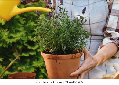 Gardening, Greenery Backyard Garden Concept. Young Female Gardener Watering Potted Lavender Plant In Backyard Garden.