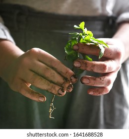 gardening home. Girl replanting green pasture in home garden.indoor garden,room with plants banner Potted green plants at home, home jungle,Garden room,  gardening, Plant room, Floral decor		 - Powered by Shutterstock