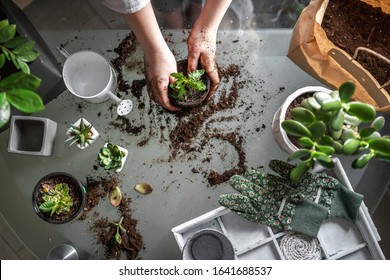 Gardening Home. Girl Replanting Green Pasture In Home Garden.indoor Garden,room With Plants Banner Potted Green Plants At Home, Home Jungle,Garden Room,  Gardening, Plant Room, Floral Decor		