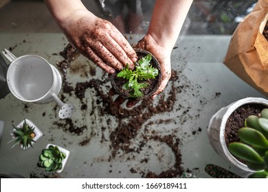 gardening home. Girl replanting green pasture in home garden.indoor garden,room with plants banner Potted green plants at home, home jungle,Garden room gardening, Plant room, Floral decor. - Shutterstock ID 1669189411