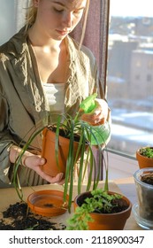 Gardening Home. Girl Replanting Green Pasture In Home Garden.indoor Garden,room With Plants Banner Potted Green Plants At Home, Home Jungle,Garden Room,gardening, Plant Room, Floral Decor.