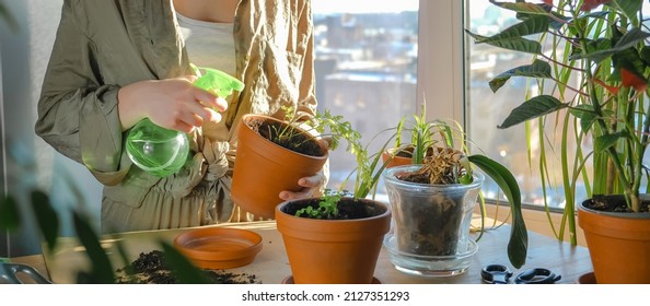 Gardening Home. Girl Replanting Green Pasture In Home Garden.indoor Garden,room With Plants Banner Potted Green Plants At Home, Home Jungle,Garden Room,gardening, Plant Room, Floral Decor.