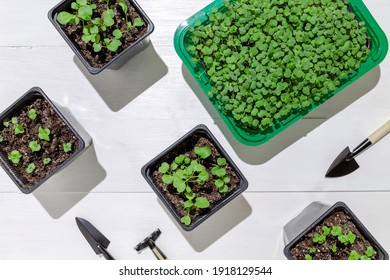Gardening At Home. Growing Food On Windowsill. Tools,  Pots For Seedlings. , Top View. Flatlay On White Wooden Background