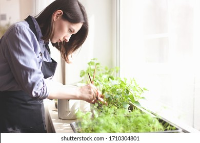 Gardening Home. Woman Replanting Green Pasture In Home Garden.indoor Garden,room With Plants Banner Potted Green Plants At Home, Home Jungle,Garden Room,gardening, Plant Room, Floral Decor.