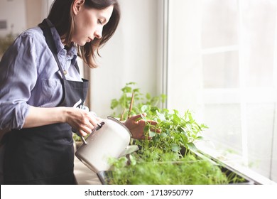 Gardening Home. Woman Replanting Green Pasture In Home Garden.indoor Garden,room With Plants Banner Potted Green Plants At Home, Home Jungle,Garden Room,gardening, Plant Room, Floral Decor.