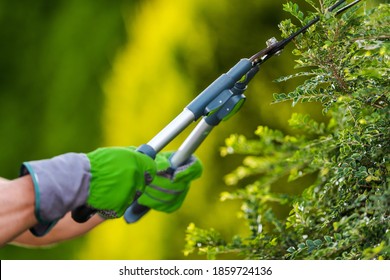 Gardening and Landscaping Industry Theme. Professional Gardener Trimming Decorative Garden Tree Branches Close Up Photo.