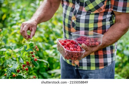 Gardening. Man picking raspberries in the garden, close up photo. Agricultural concept - Shutterstock ID 2155058849