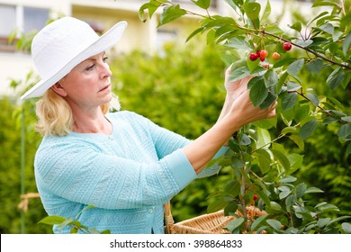 Gardening. Older Senior Woman Gardener In Hat, Harvests Cherry In Garden, Summer Morning